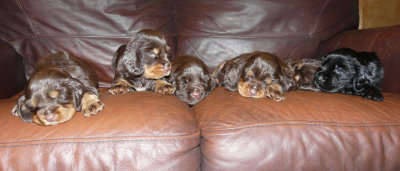 Pups 3.5 weeks 155.jpg