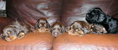 Pups 3.5 weeks 156.jpg