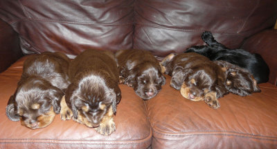 Pups 3.5 weeks 158.jpg