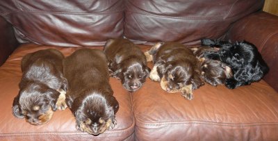 Pups 3.5 weeks 159.jpg