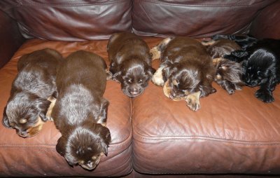 Pups 3.5 weeks 160.jpg