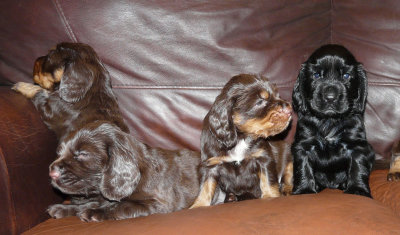 Pups 3.5 weeks 162.jpg