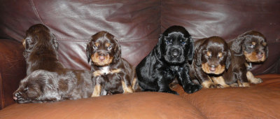 Pups 3.5 weeks 163.jpg