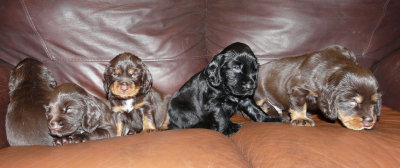 Pups 3.5 weeks 165.jpg