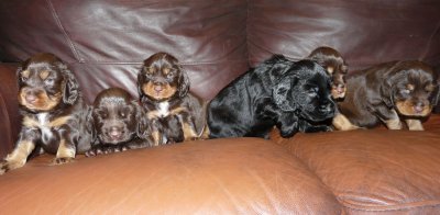 Pups 3.5 weeks 166.jpg