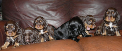 Pups 3.5 weeks 167.jpg