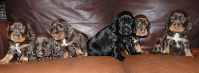 Pups 3.5 weeks 168.jpg