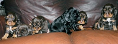 Pups 3.5 weeks 170.jpg