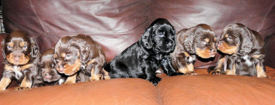 Pups 3.5 weeks 171.jpg