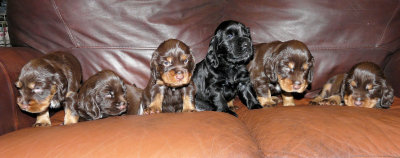Pups 3.5 weeks 172.jpg
