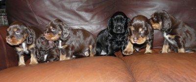 Pups 3.5 weeks 173.jpg