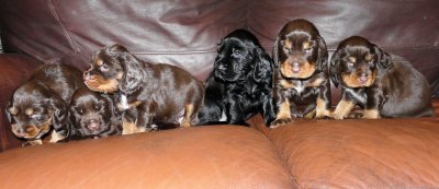 Pups 3.5 weeks 174.jpg
