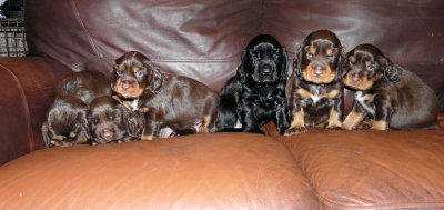 Pups 3.5 weeks 175.jpg