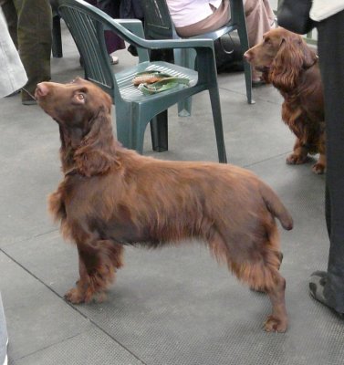 FSS Champ Show 2008 068.jpg