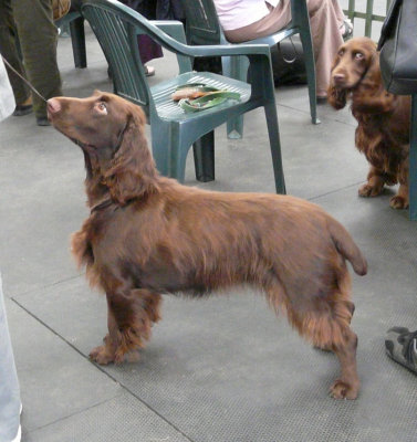 FSS Champ Show 2008 069.jpg