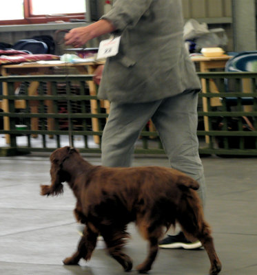 FSS Champ Show 2008 073.jpg