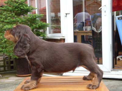 nerys pups 7.5 weeks 020.JPG