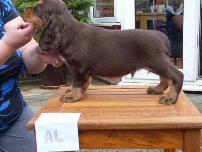 nerys pups 7.5 weeks 023.JPG