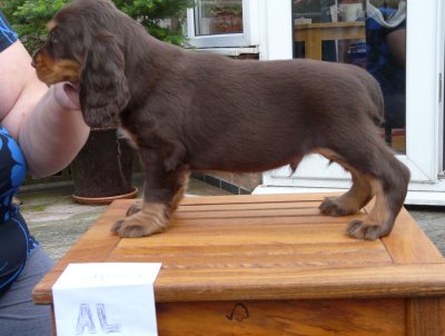 nerys pups 7.5 weeks 024.JPG