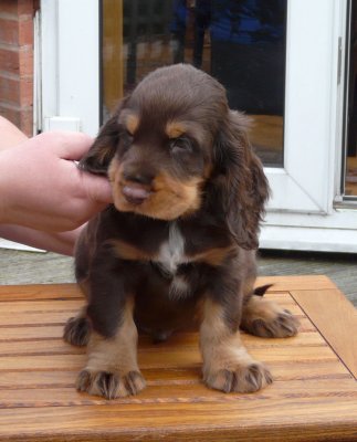 nerys pups 7.5 weeks 025.JPG
