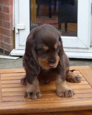 nerys pups 7.5 weeks 026.JPG