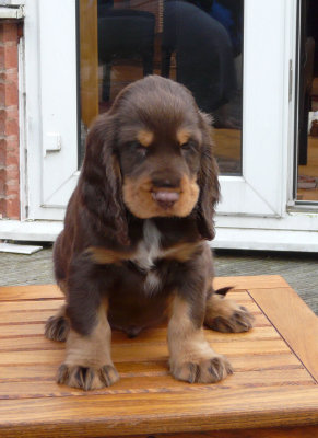 nerys pups 7.5 weeks 027.JPG