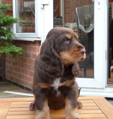 nerys pups 7.5 weeks 028.JPG