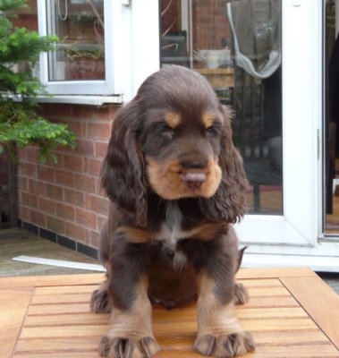 nerys pups 7.5 weeks 029.JPG