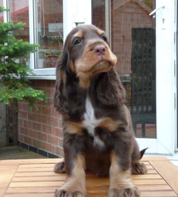 nerys pups 7.5 weeks 030.JPG