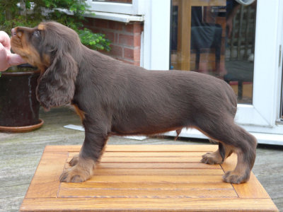 nerys pups 7.5 weeks 052.JPG