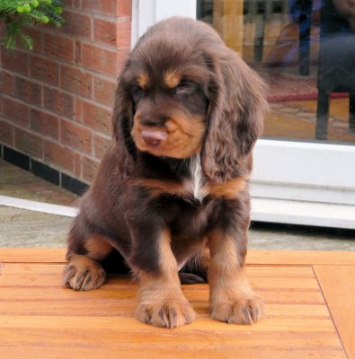 nerys pups 7.5 weeks 062.JPG
