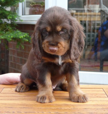 nerys pups 7.5 weeks 063.JPG
