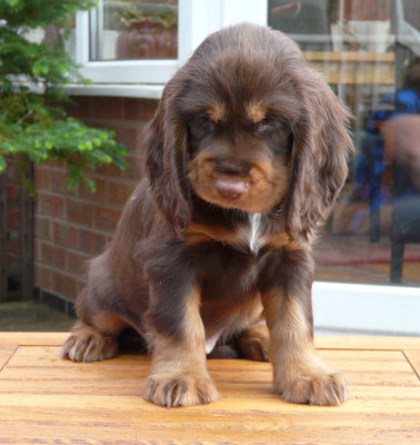nerys pups 7.5 weeks 064.JPG