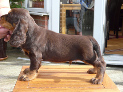 nerys pups 7.5 weeks 081.JPG