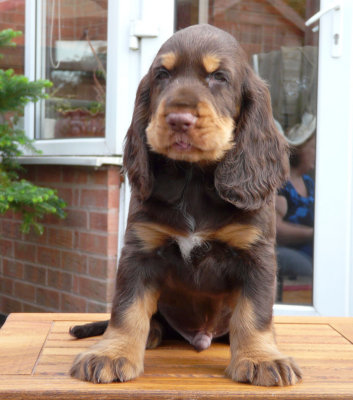 nerys pups 7.5 weeks 093.JPG