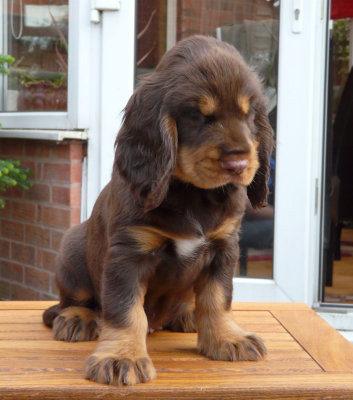 nerys pups 7.5 weeks 097.JPG