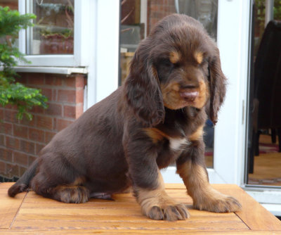 nerys pups 7.5 weeks 098.JPG