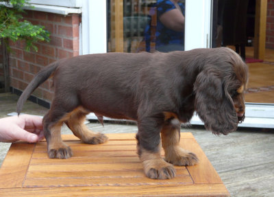 nerys pups 7.5 weeks 099.JPG