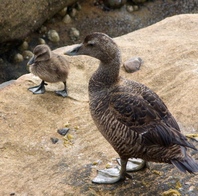 Geese and ducks