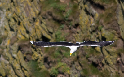 Seagulls, terns and other white birds...