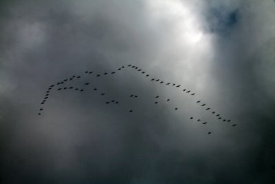 In October the air is thick with migrating birds - including cranes