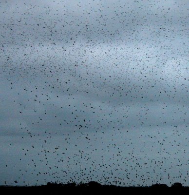 Starlings are literally falling down from the sky...