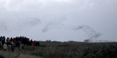 the signature of starlings