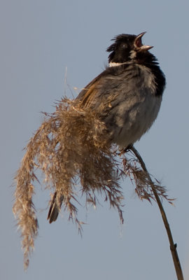 Reed-bunting