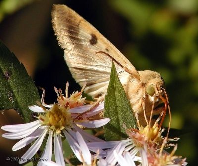 Corn Earworm Moth