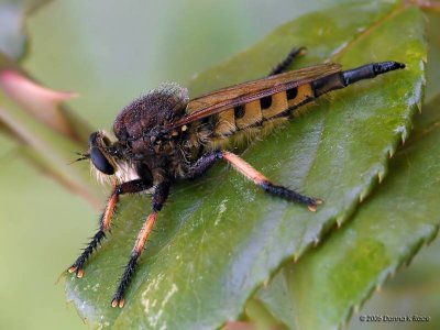 Red-footed Cannibalfly - female