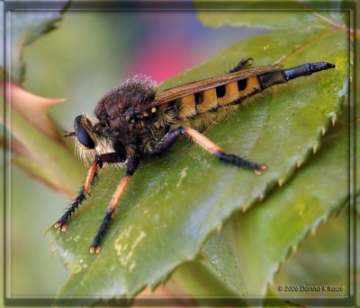 Red-footed Cannibalfly - female