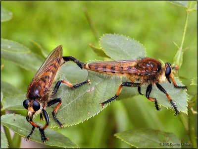 Red-footed Cannibalfly - female/male