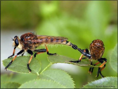 Red-footed Cannibalfly - male/female