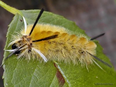 Banded Tussock Moth Caterpillar